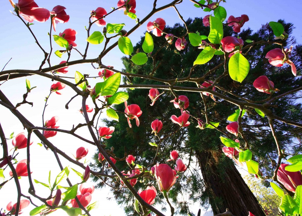 High quality-Esposizione-camelie-magnolie-Vairano-©ParcoEisenhut
