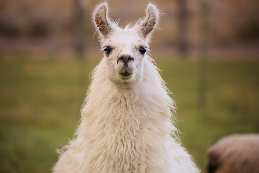 Lamas machen eine Familienwanderung unvergesslich. (Bild: Moments Photography.site - shutterstock.com)