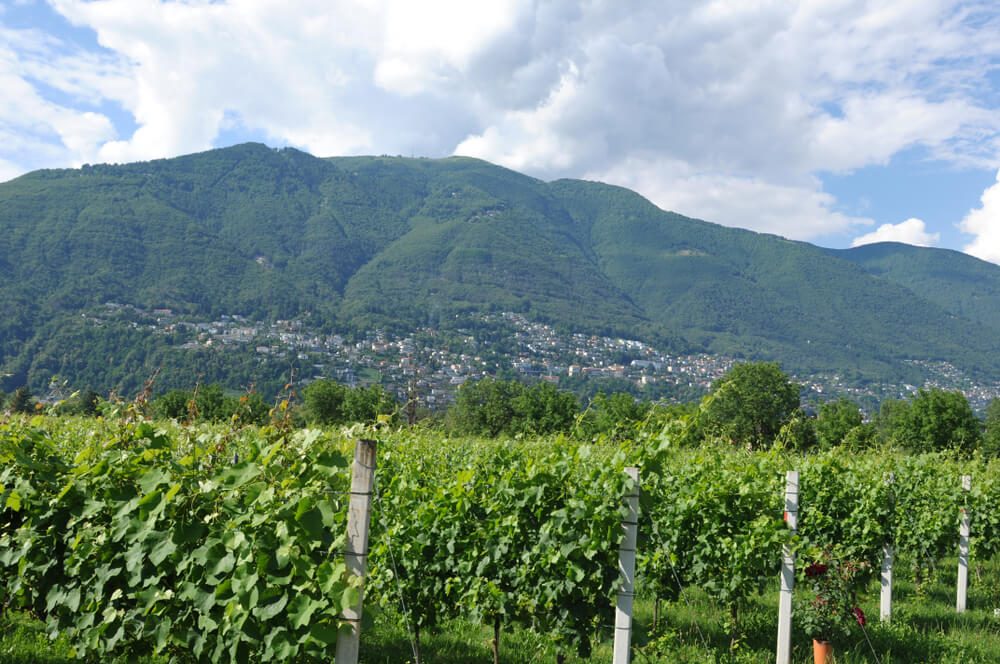 Die Region Ascona-Locarno ist ein ideales Weinanbau-Gebiet. (Bild: GMC Photopress - shutterstock.com) 